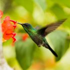 Ratio for Hummingbird Nectar